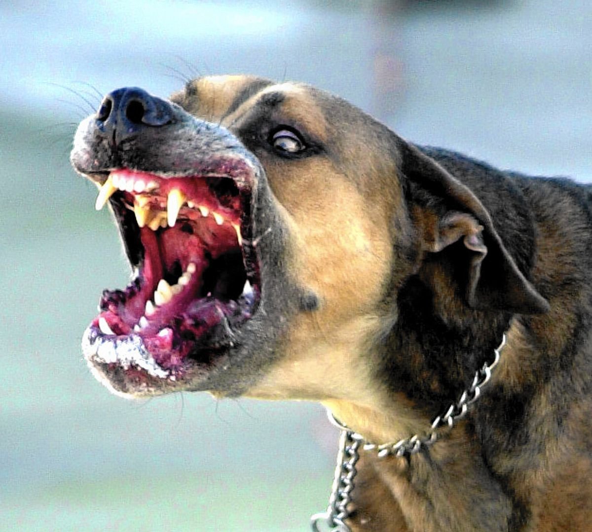 vicious dog.jpg