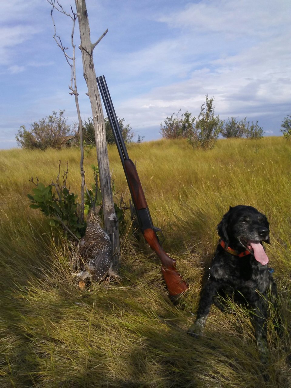 victor sharptail.jpg