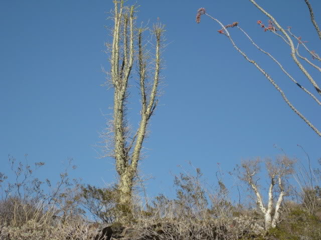 Volcan2011130_0d36940cf2d8ea8b1516e3bbe5db7d9203037b06.jpg