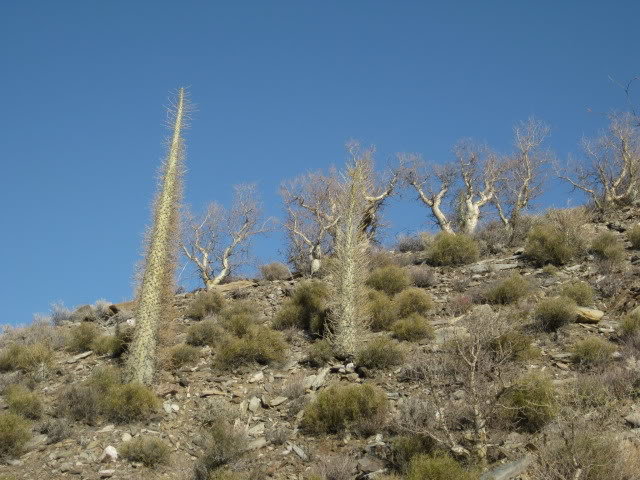 Volcan2011149_b74bacebd30663631773e36d4c4da34f1001a4d3.jpg