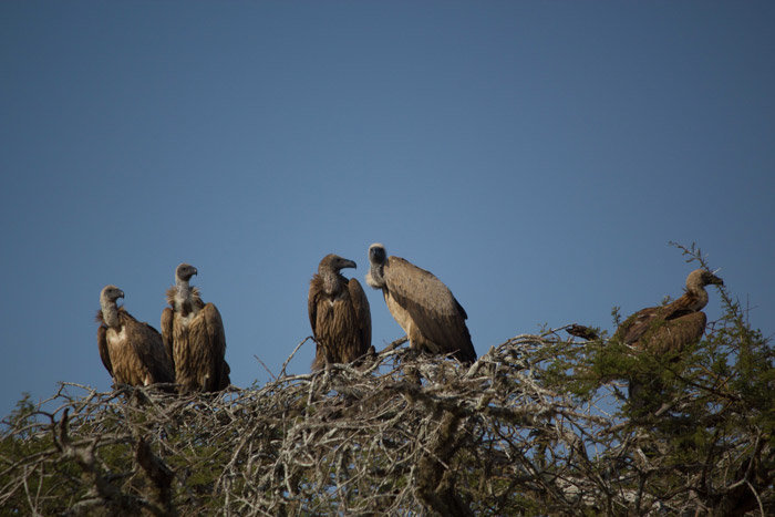vultures-roosting.jpg