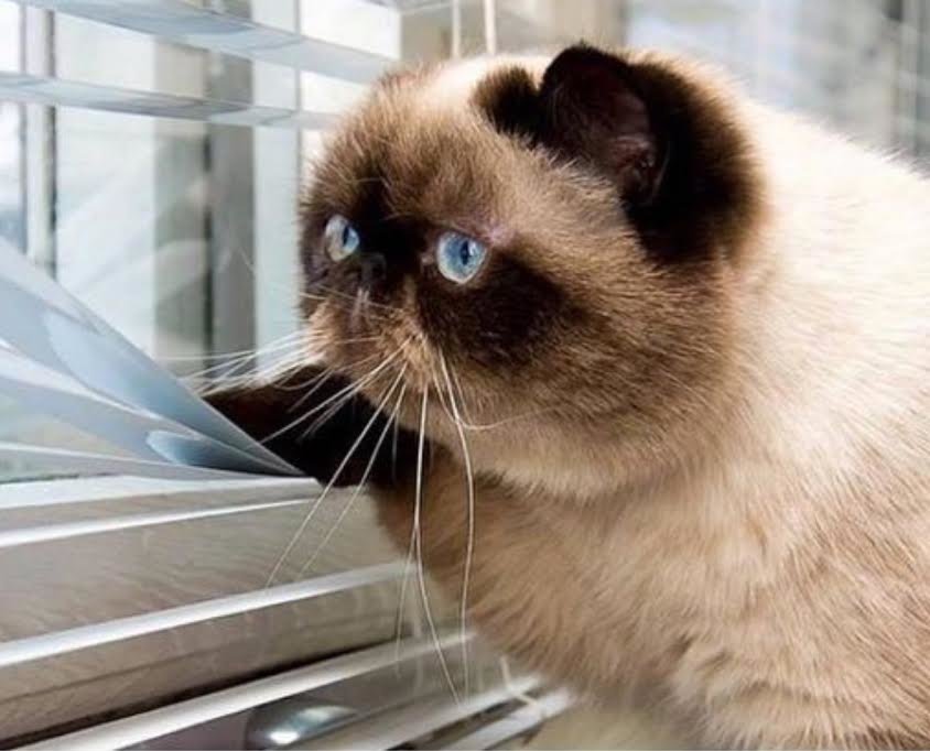 Waiting Cat.jpg