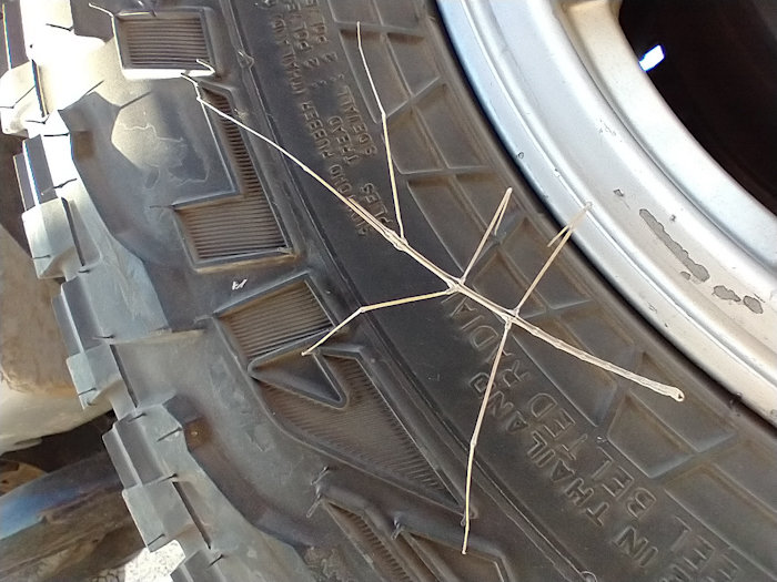WalkingStick.jpg