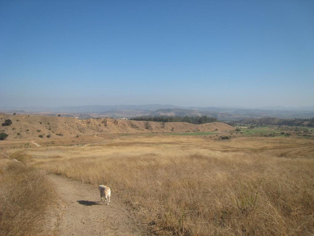 WalkwithBear8282010016_84145504e083c540f623883d495bc1fd33240669.jpg