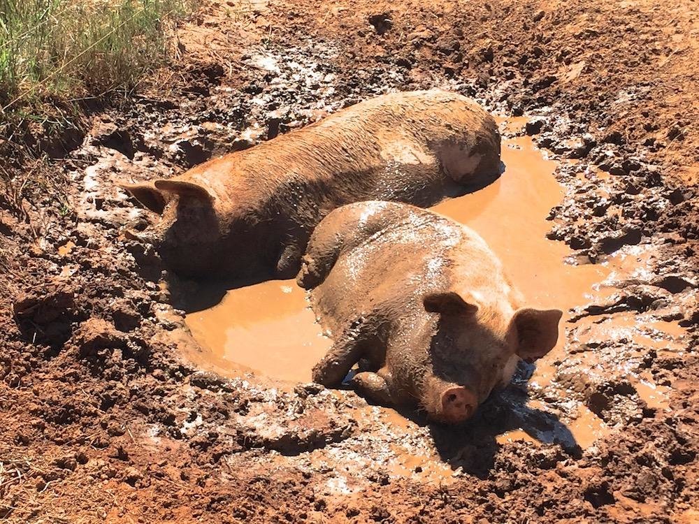 Wallendbeen_pigs_wallowing_2048x.jpg