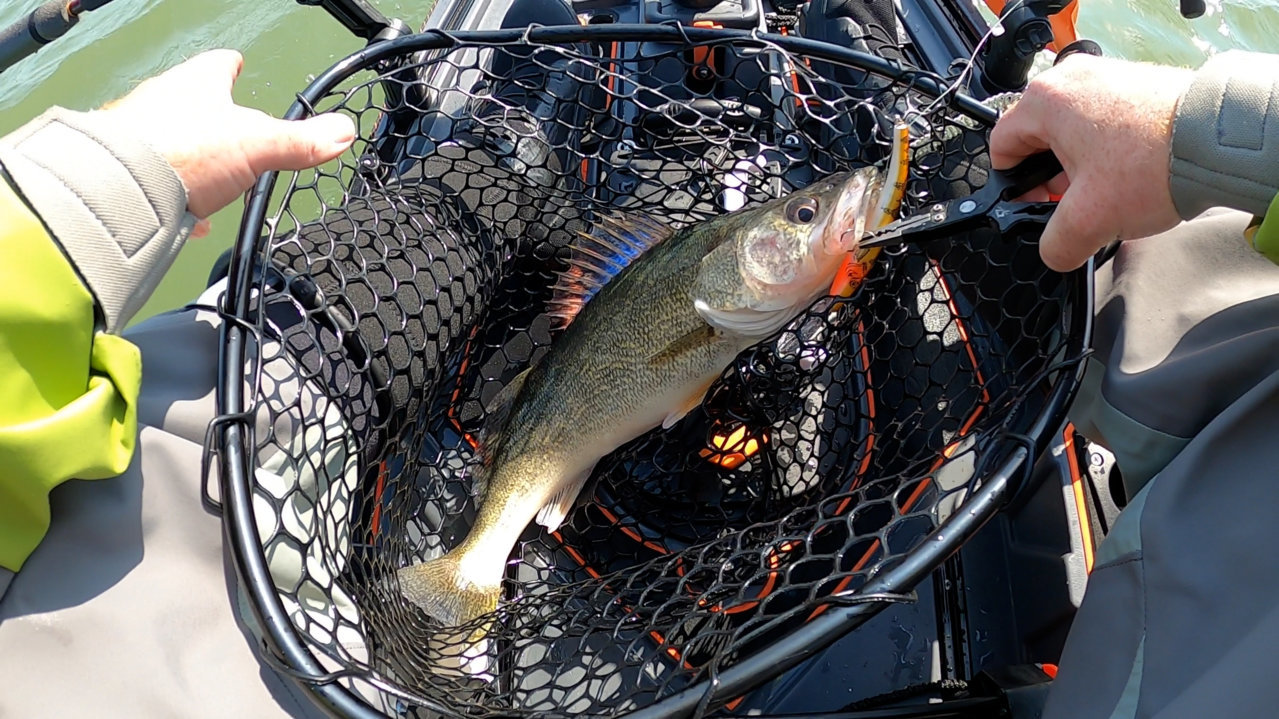 walleye2.jpg