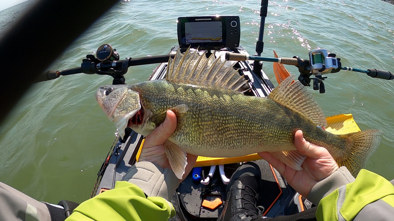 walleye3.jpg