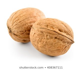 walnut-two-nuts-isolated-on-260nw-408367111.jpg