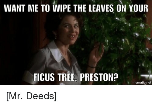 want-me-to-wipe-the-leaves-on-your-ficus-tree-2420447.jpg