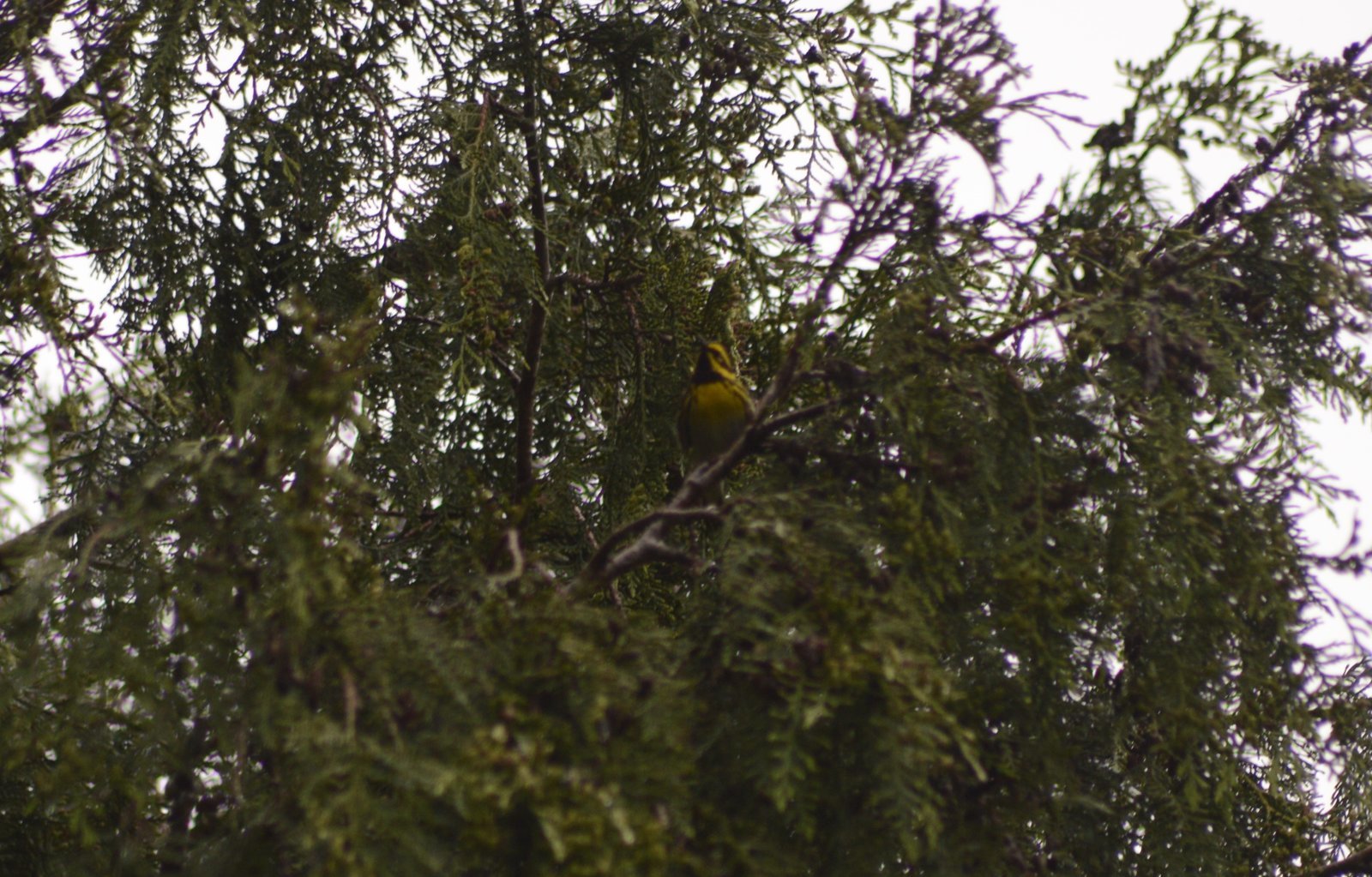 warbler2.jpg