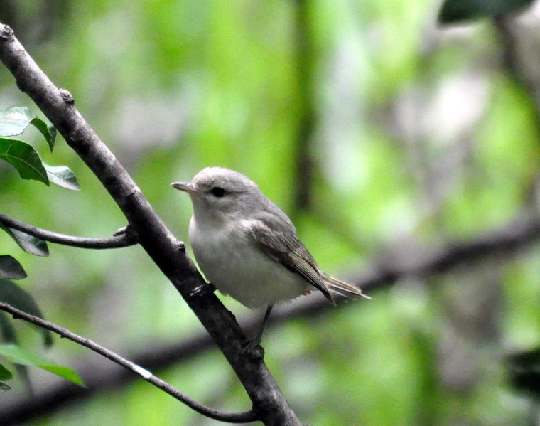 Warbling Vireo.jpg