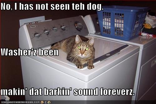 washing-machine-dog.jpg