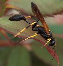 wasp%2520-%2520Black%2520and%2520Yellow%_efddf0bb8aaca1043c1fe81bac1b72eeaeff5e7c.jpg