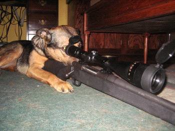 Watch Dog1.jpg