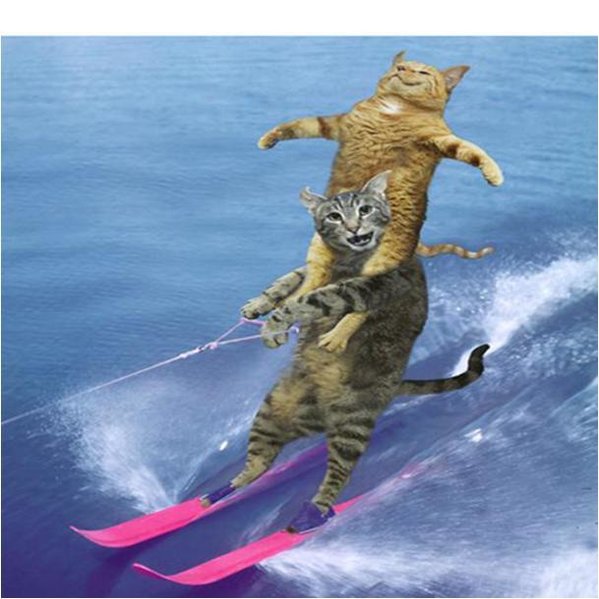 watercat.jpg