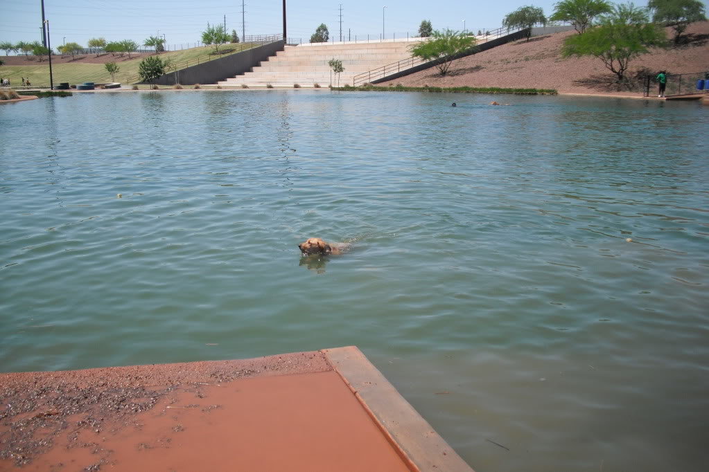 WaterDog002_2fb4d12e139b32c8d8f756dcfc68a30504d4808b.jpg