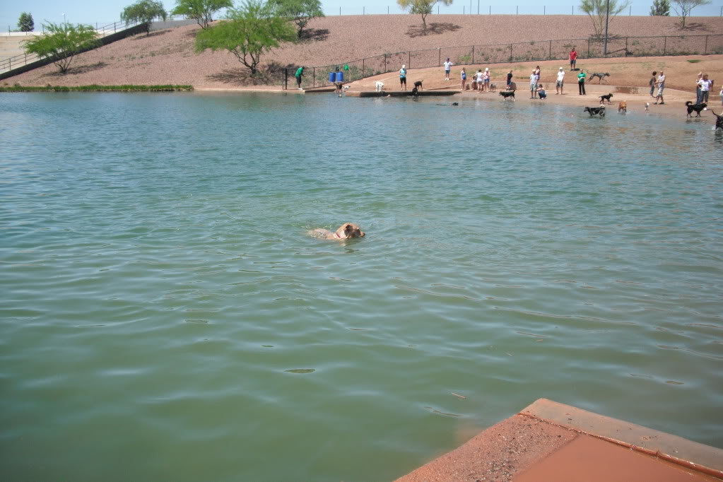 WaterDog007_01c76af3f93bc7d6c71532b75df1024e8173bc37.jpg