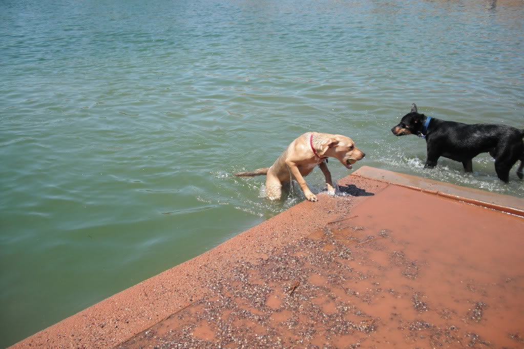 WaterDog008_46f8d66be648d3813116d8e350a481757c4f7939.jpg