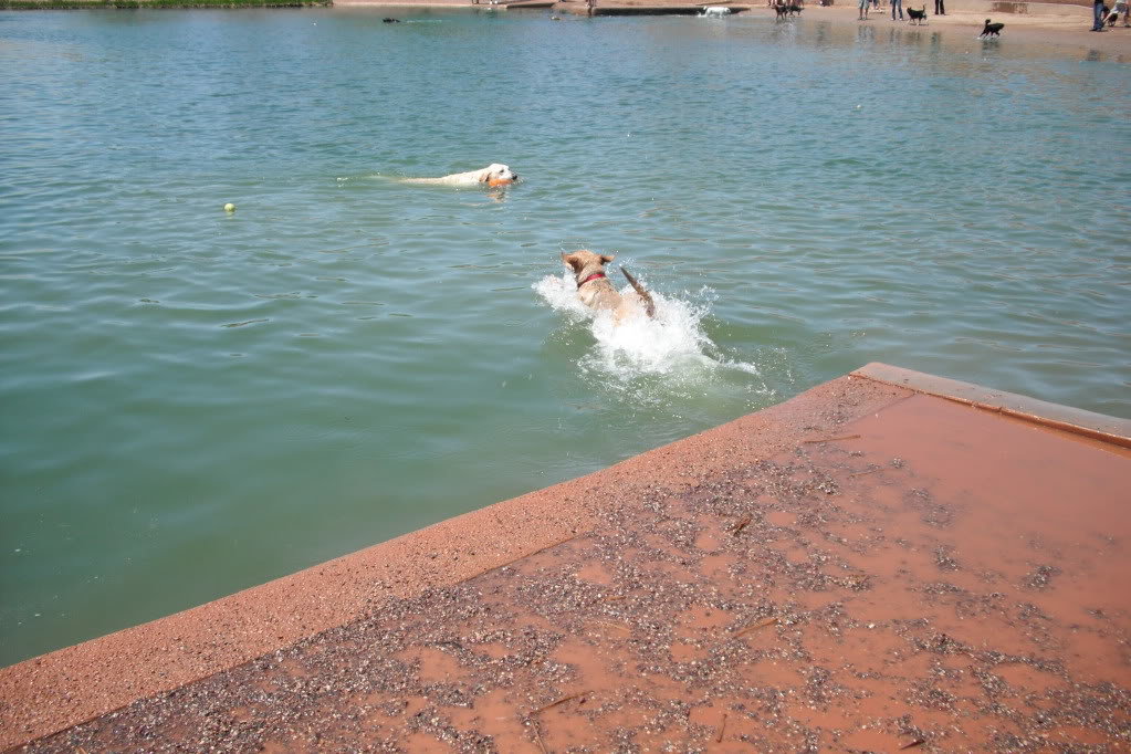 WaterDog009_d998819c9468492d639b6b5323d7a0f12a822d3d.jpg