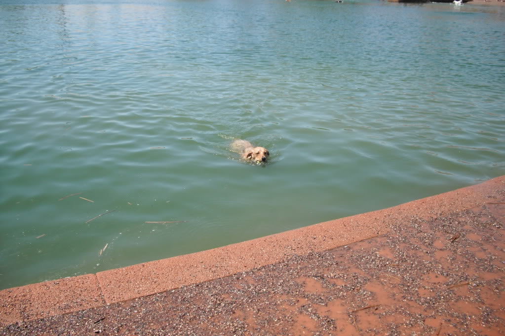 WaterDog010_b2d9e283f44e1148921f287689c8b859cae7f6af.jpg