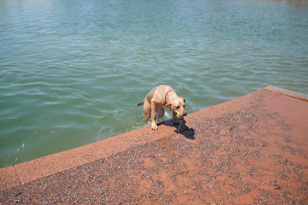 WaterDog011_0fa62cad7efbbb413d1c4909e0fa5708f9adebc7.jpg