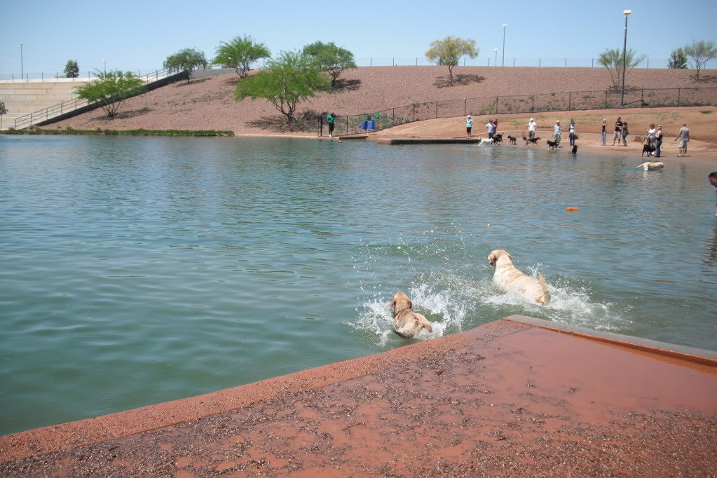 WaterDog016_65e7ef49f6729146794ea25cc30a49d915eac3bb.jpg