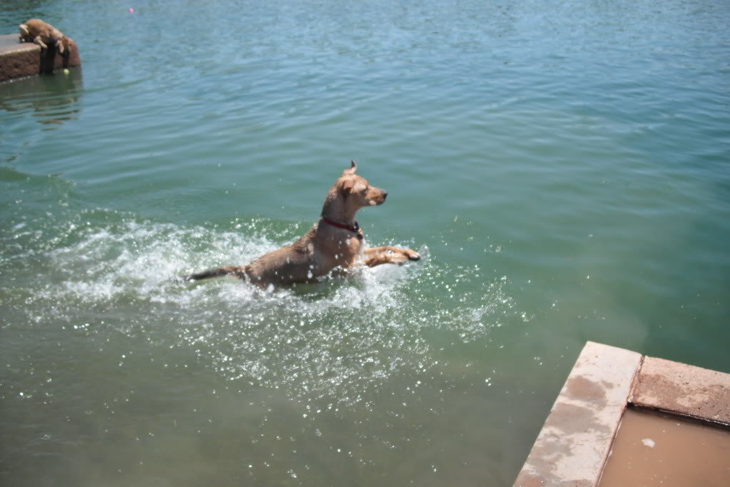 WaterDog030_455a84df7806b5de73ef2a88c2086fc375b04df0.jpg
