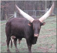 watusi-bull_83f6c04d090742b14a783fa2d5c961f8043e4893.jpg