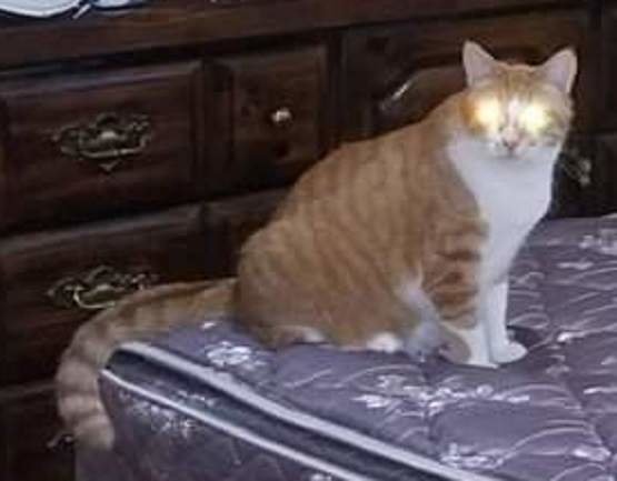 wb Woodtick cat Stanley.jpg