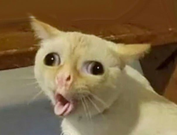 we-need-to-talk-about-this-coughing-cat-meme-beca-2-5784-1544135862-2_dblbig__01.jpg