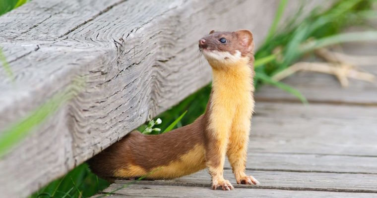 Weasel-crawling-under-fence-072116.jpg