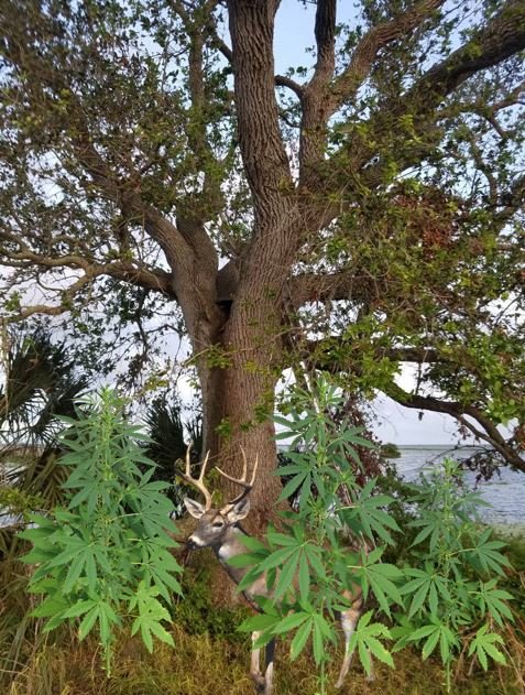 weed1.jpg