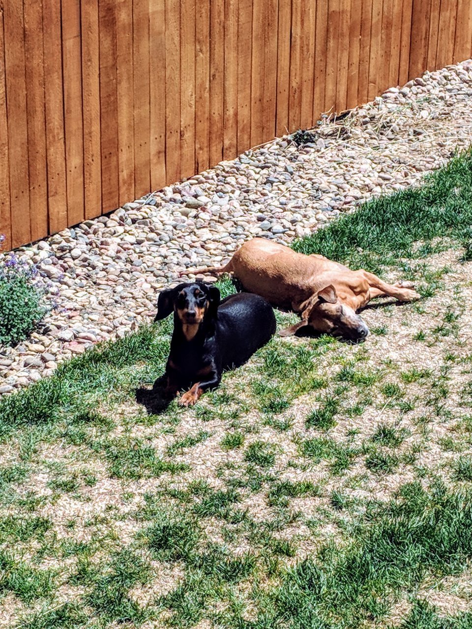 Weenie Roast.jpg