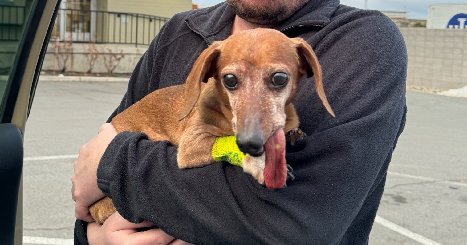 weeniedog.png