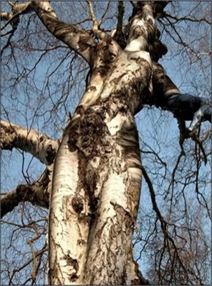 weird-tree_d7bacee99ff31230c5f6d67a845b09d4b4a71e4d.jpg