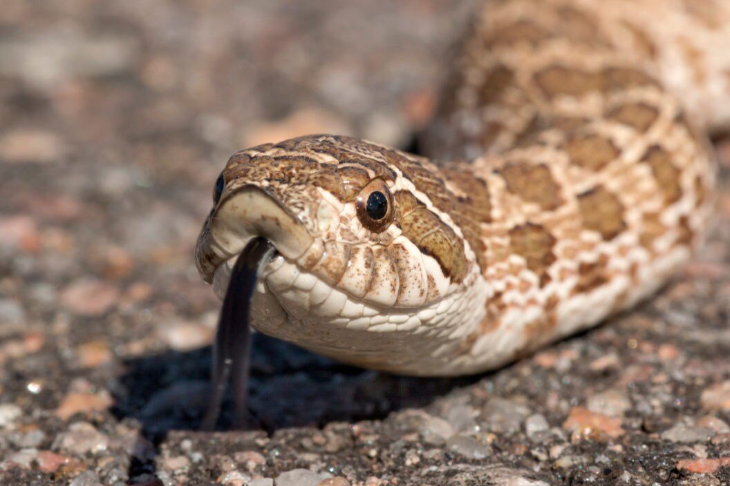 westernhognosesnake-1056x704.jpg