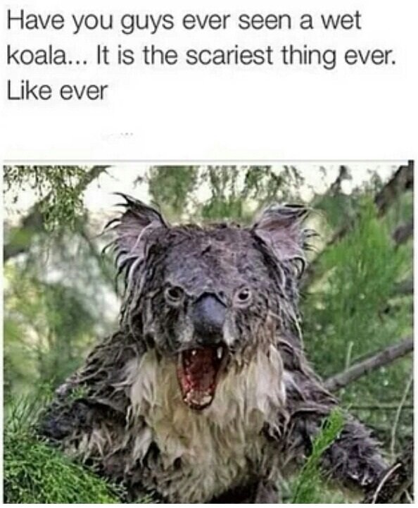 wet-koala-creepy.jpg