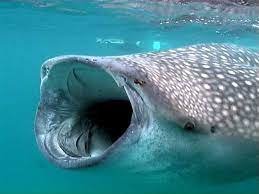 whale shark.jpg