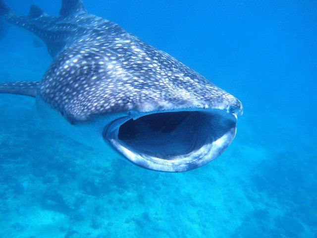 whale_shark_mouth.jpg