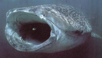 whaleshark2.jpg