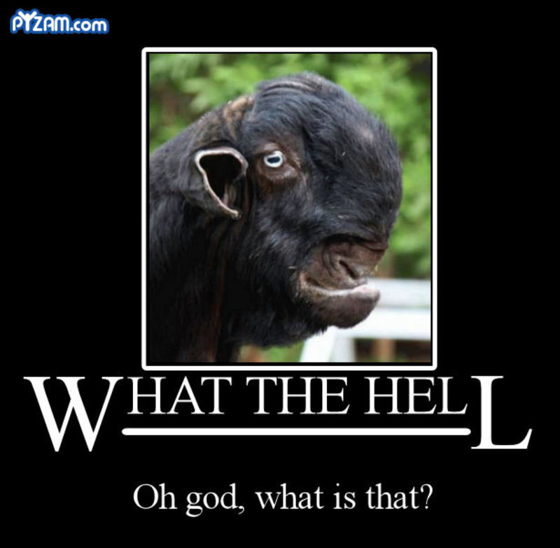 What-The-Hell-Oh-God-What-Is-That-Funny-Inspirational-Goat-Image.jpg