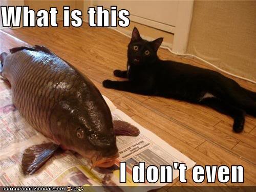What_is_this_I_dont_even_11db1a6f66dbe46faa0d6d4e494f92bb2ab22b32.jpg