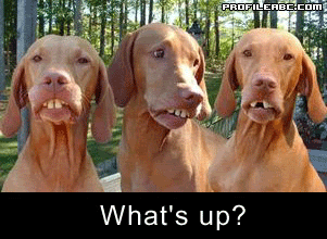 whats-up-7_68d9b1e3c433257062729f18b35fa94a1852466b.gif