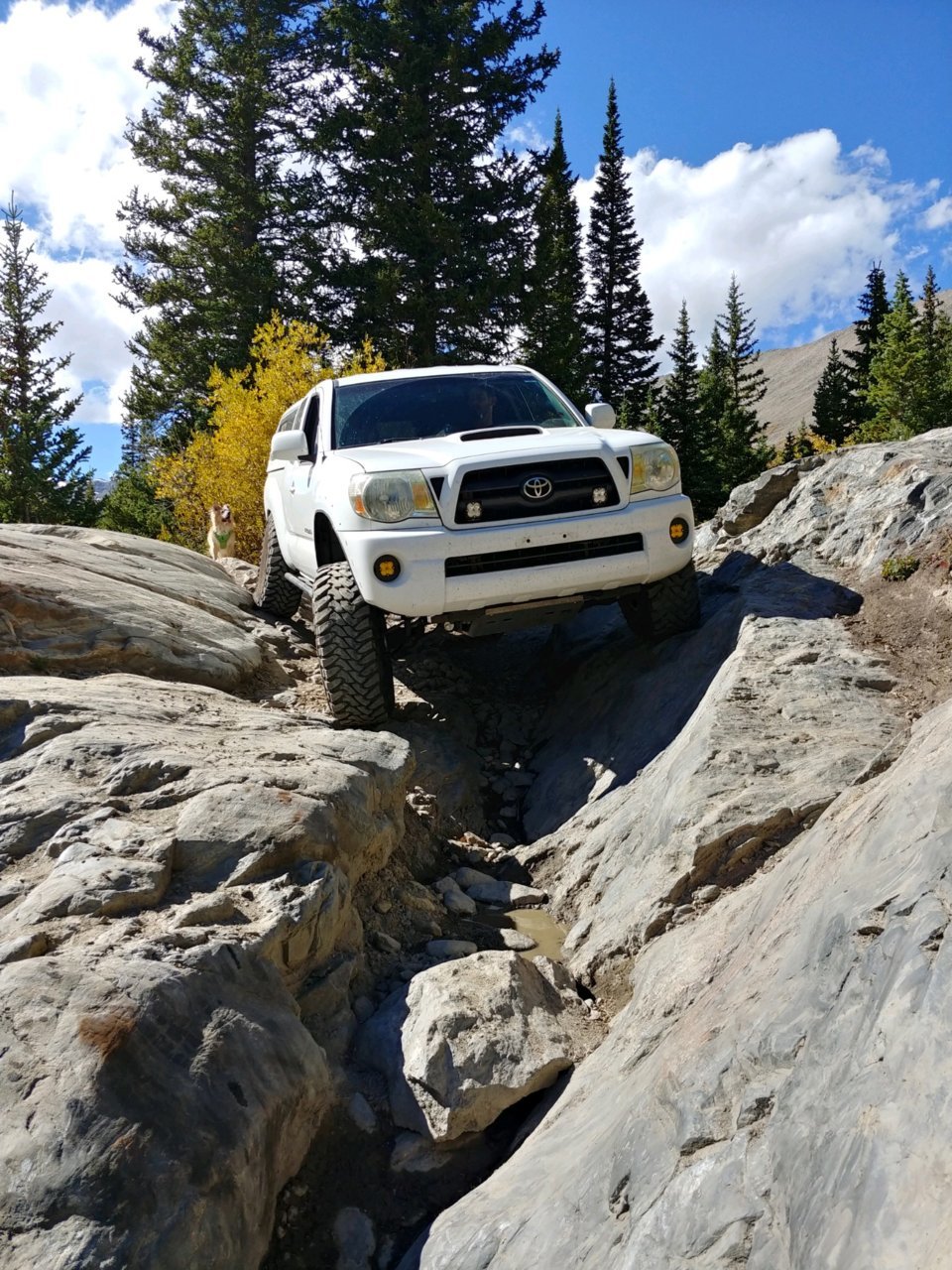 WheelerTaco.jpg