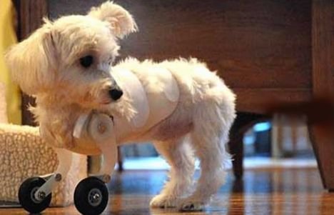 wheeling dog.jpg