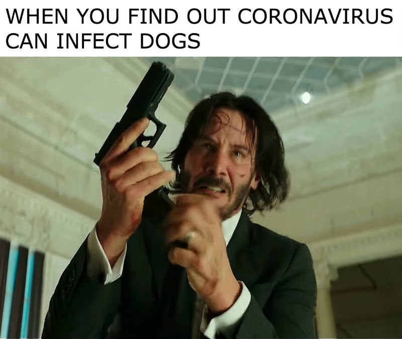 when-you-find-out-coronavirus-can-infect-dogs-john-wick-meme.jpg