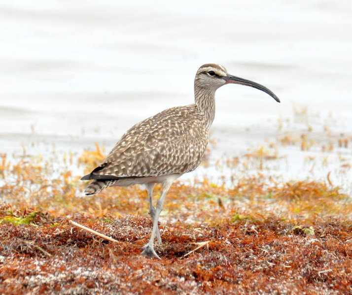 Whimbrel.jpg