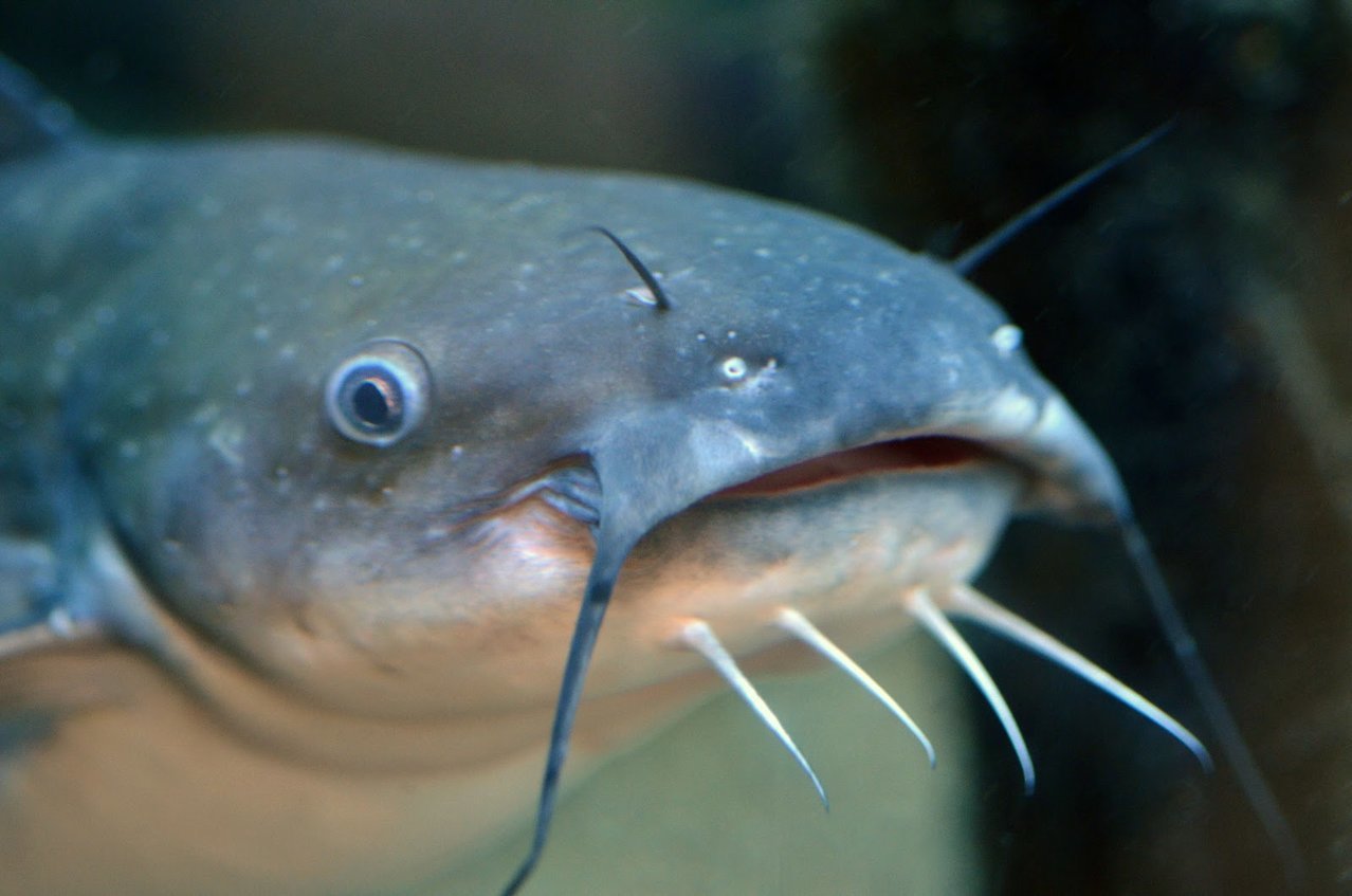 white catfish face.jpg