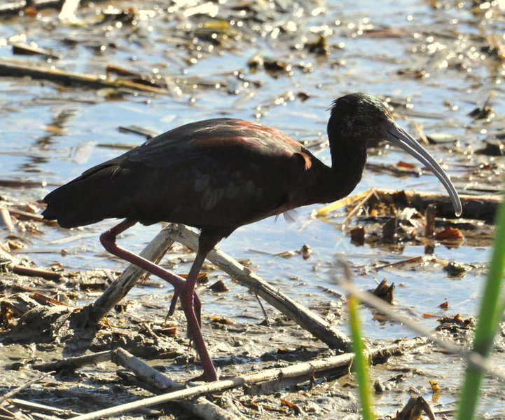 White-faced Ibis.jpg