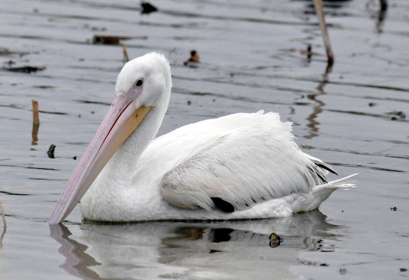 White Pelican.jpg